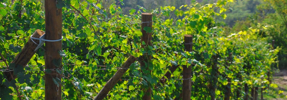 Nebbiolo Vines