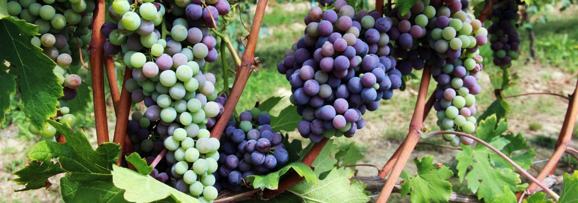 Ripening Nebbiolo