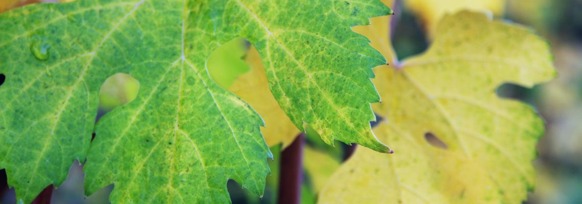 Fall Vineyard Leaves